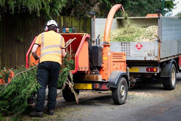 Professional Tree Services in Glen Burnie, MD